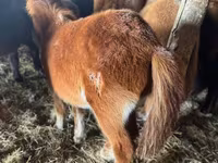 公马, Mugalzhar horse — 照片 3