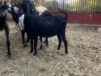Boucs, Alpine goat — photo 2