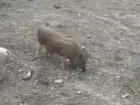Boar, Pigs — photo 2