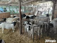 Beran, Dorper sheep — foto 3