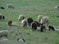 Bélier, Moutons — photo 5