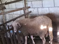Widder, Baerchuke sheep — Foto 1