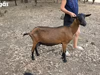 Koza, Alpine goat — foto 1