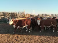 公牛, Simmental cattle — 照片 1