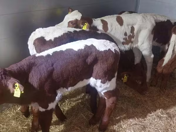 Bull, Simmental cattle