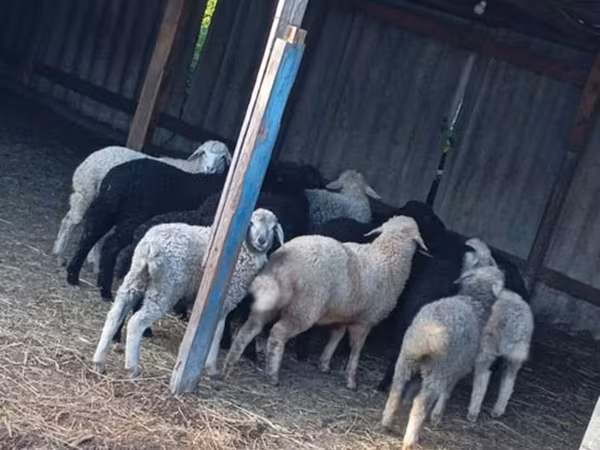 Ram, Sheep