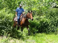 Cheval, Standardbred — photo 8