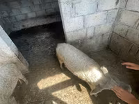 मादा सूअर, Мангалица — फ़ोटो 4