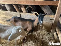 雌ヤギ, Alpine goat — 写真 1