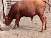 Bull, Cattle — photo 3