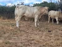 Taureau, Charolais cattle — photo 2