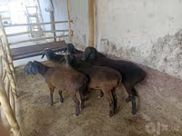 Moutons (lot, sexe non indiqué), Moutons — photo 1
