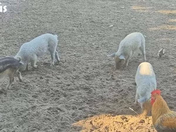 Cerdos (lote, sexo no especificado), Мангалица