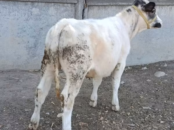 Cow, Belgian Blue