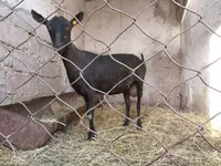 Koza, Murcia-Granada goats — zdjęcie 4