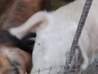 मादा सूअर, Ландрас — फ़ोटो 5
