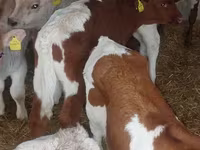 Býk, Simmental cattle — foto 4
