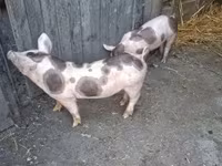 Boar, Пьетрен — photo 4