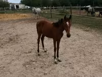 Mare, Kisber felver — photo 2