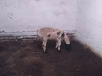 كبش, Suffolk sheep — الصورة 2