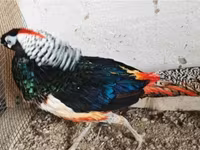 Chickens — الصورة 3