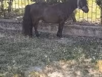 حصان, Australian Pony — الصورة 3