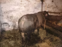Bull, Charolais cattle — photo 5