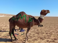 ऊँट, Arvana camel — फ़ोटो 2