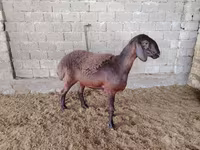 绵羊（批次，未指定性别）, Blackheaded Persian sheep — 照片 1
