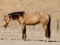 Horse (M), Quarter Horse — photo 1
