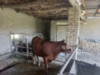 Bulle, Red Estonian cattle — Foto 2