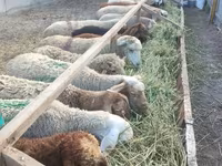 Brebis, Moutons — photo 5