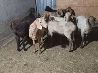 भेड़, भेड़ — फ़ोटो 1