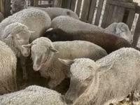 Owca, Blackheaded Persian sheep — zdjęcie 7