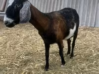 Boucs, Alpine goat — photo 1