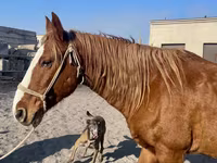 حصان, Kustanai horse — الصورة 8