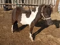 公马, Falabella — 照片 1