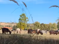 母牛, Cattle — 照片 1