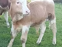 Bovins (lot, sexe non indiqué), Simmental cattle — photo 3
