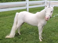 母马, Miniature horse — 照片 2