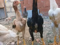 Chickens — photo 5