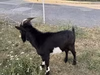 Bode, Nigerian dwarf goats — foto 2