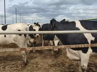 Vache, Russian Black pied cattle — photo 2