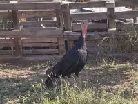 Norfolk Black — photo 3