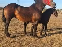 Ат, Першерон туку — сүрөт 6