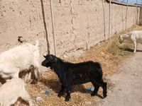 公山羊, Goats — 照片 3