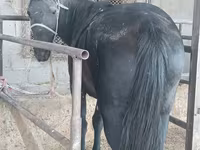 فرس, الخيول — الصورة 2