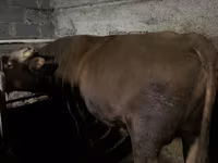 公牛, Cattle — 照片 5