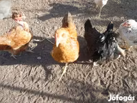 Chickens — zdjęcie 4