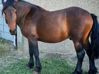 Horse (M), Međimurje horse — photo 1